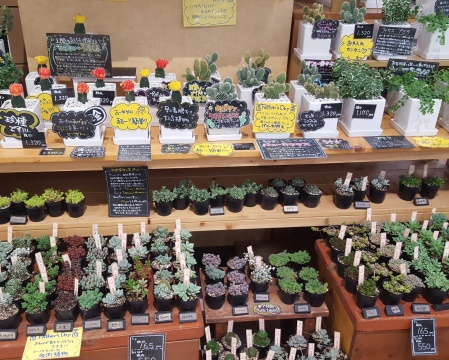 別府のお花屋さんフロリスタ 花があるだけでメリット満載 別府温泉 湯あがり本舗