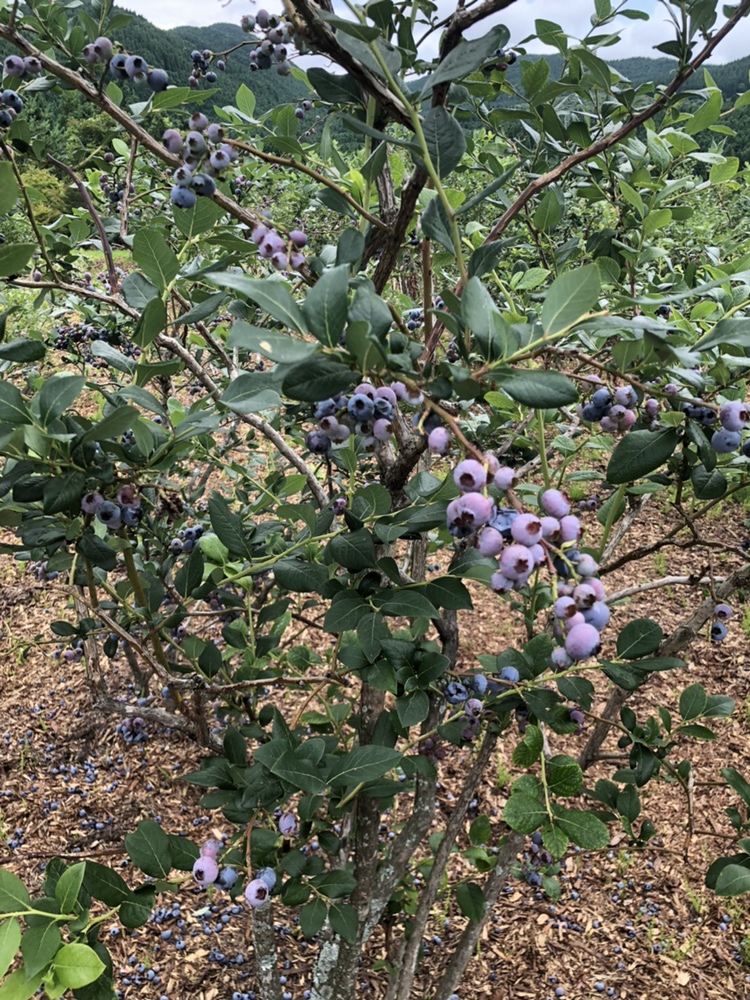 ベリージュファーム