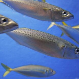 【関アジ関サバ】大分県を代表するブランド魚、関アジ関サバとは?